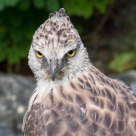 Hawk Eagle